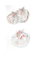 http://www.francesleeceramics.com/files/gimgs/th-42_scarborough scallop shells-web.jpg